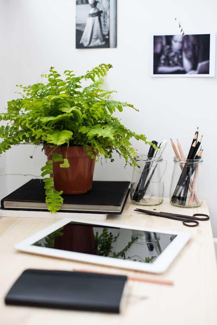 Renovating office space with A New Leaf plants on desk